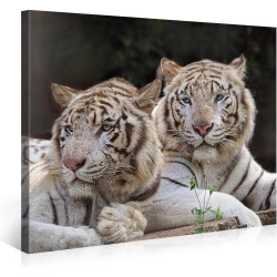 Présentation Tableau Giclée Toile Two White Tigers, PICANOVA