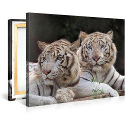 Tableau Giclée Toile Two White Tigers, PICANOVA en situation