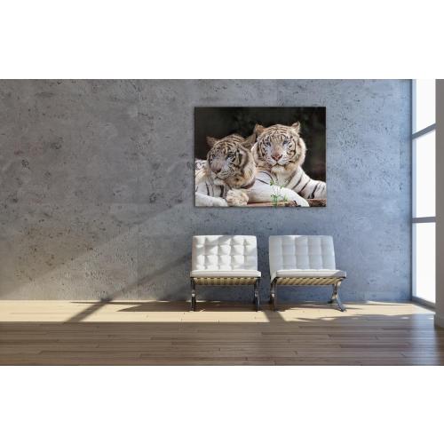 Présentation de Zoom sur Tableau Giclée Toile Two White Tigers, PICANOVA