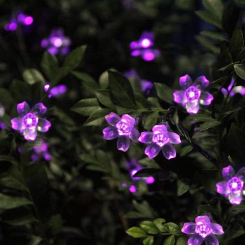 Présentation de Zoom sur Guirlande Lumineuse Solaire Fleur Jardin Violet, 50LED