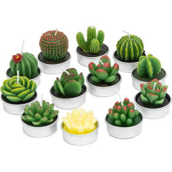 Bougies Succulentes Artisanales, Lot de 12, Décoration Maison en situation