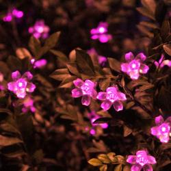 Guirlande Lumineuse Solaire Fleur de Pêche, 50LED Rose en situation